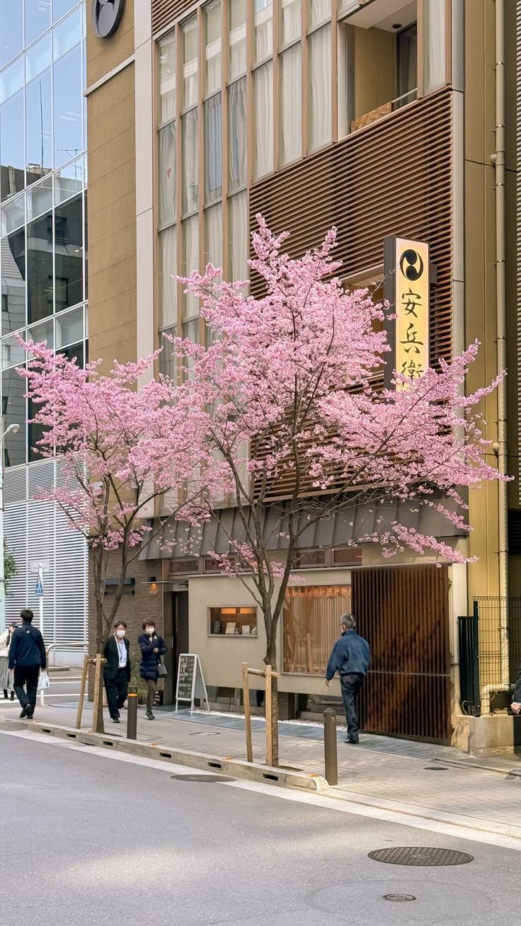 Sencha Sakura – Japanse groene thee met kersenbloesem